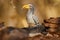 Southern Yellow-billed Hornbill, Tockus leucomelas, bird with big bill in the nature habitat with evening sun, sitting on the bran