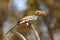 Southern Yellow-billed Hornbill, Tockus leucomelas, bird with big bill in the nature habitat with evening sun, sitting on the bran