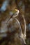 Southern Yellow-billed Hornbill, Tockus leucomelas, bird with big bill in the nature habitat with evening sun, sitting on the bran