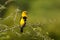 Southern Yellow Grosbeak, bird of south America, Ecuador