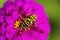 Southern Yellow Jacket - Vespula squamosa - on Pink Zinnia