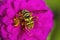 Southern Yellow Jacket - Vespula squamosa - on Pink Zinnia