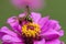 Southern Yellow Jacket - Vespula squamosa - on Pink Zinnia