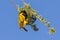 Southern Yellow Masked Weaver