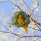 Southern Yellow Masked Weaver