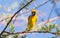 Southern Yellow Masked Weaver