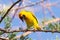 Southern Yellow Masked Weaver