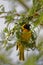 Southern Yellow Masked Weaver, making a nest during breeding season in Namibia