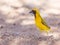 Southern Yellow Masked Weaver, selective focus on eyes