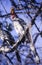 Southern Yellowbilled Hornbill