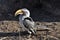 Southern Yellowbilled Hornbill