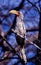 Southern Yellowbilled Hornbill