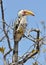 Southern Yellowbilled Hornbill