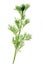 Southernwood (Artemisia abrotanum)