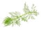 Southernwood (Artemisia Abrotanum) Branch