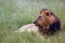 The Southwest African lion or Katanga lion Panthera leo bleyenberghi in the grass. Big lion with dark mane in the green grass in