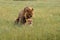 Southwest african lion or Katanga lion panthera leo mating in the savanna. Mating couple in the green grass of the African