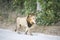 Southwest African lion, Panthera leo bleyenberghi, on the edge of Moremi National Park, Botswana