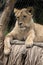 Southwest African lion, Panthera leo bleyenberghi, lives in South Africa