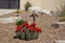 Southwest courtyard brightened by red blooms of hedgehog cactus