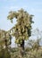Southwest desert Cholla cactus tree, Tucson Arizona USA