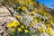 Southwest desert hillside landscape with desert wildflowers, yellow gold poppies, in springtime, camping, hiking and