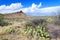 Southwest Desert Landscape