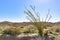 Southwest desert landscape with desert plants including ocotillo, in springtime, camping, hiking and adventure in spring in