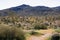 Southwest desert landscape with desert plants in springtime, camping, hiking and adventure in spring in american deset