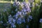 Southwest desert Rosemary bush in New Mexico.