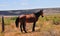 Southwest Landscape with Horses