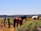 Southwest Landscape with Horses