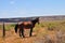 Southwest Landscape with Horses