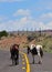 Southwest Landscape with Horses