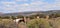 Southwest Landscape with Horses