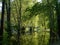 Southwest Missouri Ozark summer green trees in high water