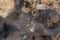 Southwest Moss Agate slab, Macro Photo