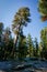 Southwest USA, Sequoia and Kings Canyon National Park California oblique tree