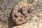Southwestern Speckeld Rattlesnake Crotalus mitchellii pyyrhus coiled