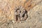 Southwestern Speckeld Rattlesnake Crotalus mitchellii pyyrhus coiled next to granite boulder in California