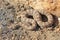 Southwestern Speckeld Rattlesnake Crotalus mitchellii pyyrhus crawling by granite boulder in California