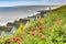 Southwold, Suffolk, UK, Red Poppies above the Beach Huts on the Shore