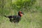 Soutjhern ground hornbill bird in Kruger Park in South Africa
