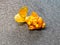souvenir of amber goldfish beautiful yellow small