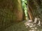 SOVANA, TUSCANY, ITALY - JUNE 16, 2019 - Via Cava, Cave ie deep cut paths created by Etruscan civilisation through tuff