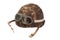 Soviet army mechanized infantry camouflaged helmet with goggles isolated on white