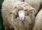 Soviet merino sheep is a hoofed mammal