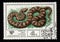 Soviet postage stamp dedicated to Macrovipera lebetinus. poisonous snake