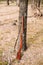 Soviet russian rifle of World War II leaning against trunk of tree