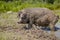Sow after mud baths. Hungarian mangalica in wet mud. Free range of pigs